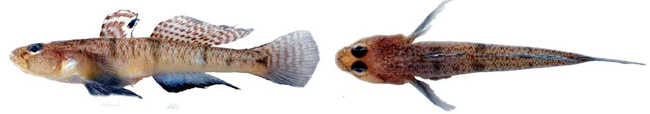 Pomatoschistus minutus_04